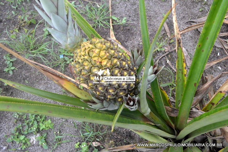 LINDA ÁREA PARA ARRENDAMENTO !!!! LINDA ÁREA PARA ARRENDAMENTO !!!!