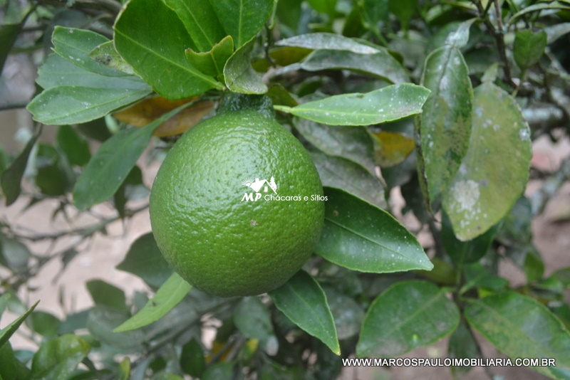 ÓTIMA CHÁCARA EM BIRITIBA MIRIM – SP