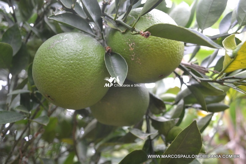 ÓTIMA CHÁCARA EM BIRITIBA MIRIM – SP