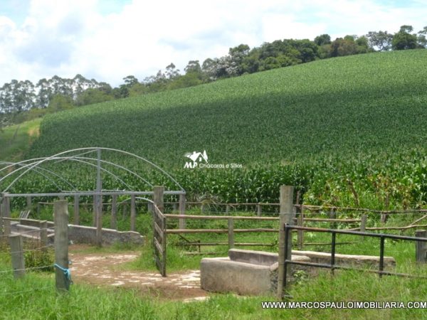 ÓTIMA ÁREA EM GUARAREMA COM 12 ALQUEIRES DE TERRA PRODUTIVA!!!
