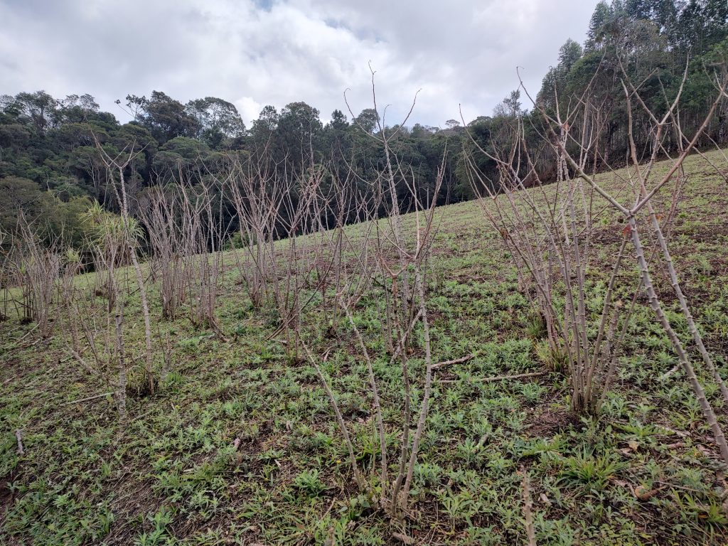 OPORTUNIDADE DE COMPRAR O SÍTIO QUE VOCÊ SEMPRE SONHOU!!!