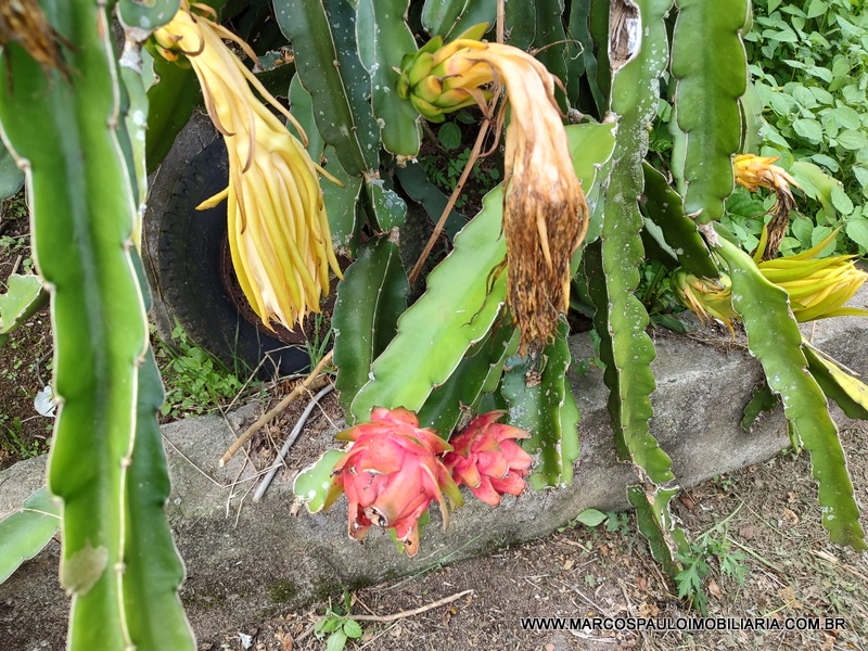 CHÁCARA COM PISCINA E CHURRASQUEIRA