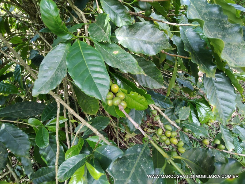 CHÁCARA COM 2 CASA NO TERRENO – CONFIRA