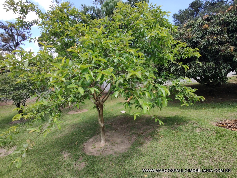 CHÁCARA ESPLENDOROSA EM BIRITIBA MIRIM
