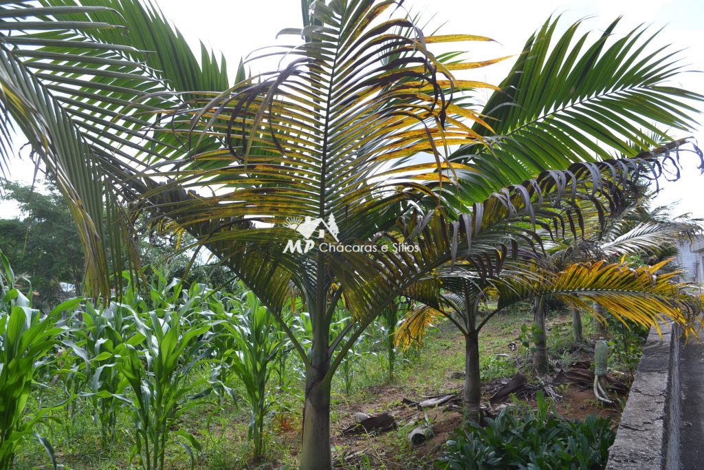 CHÁCARA PARA MORADIA – CONFIRA