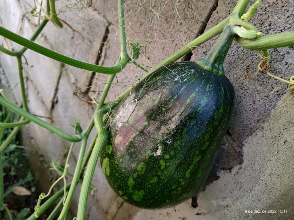 OPORTUNIDADE EM BIRITIBA MIRIM – SP CHÁCARA PARA DESCANSAR COM SUA FAMILIA