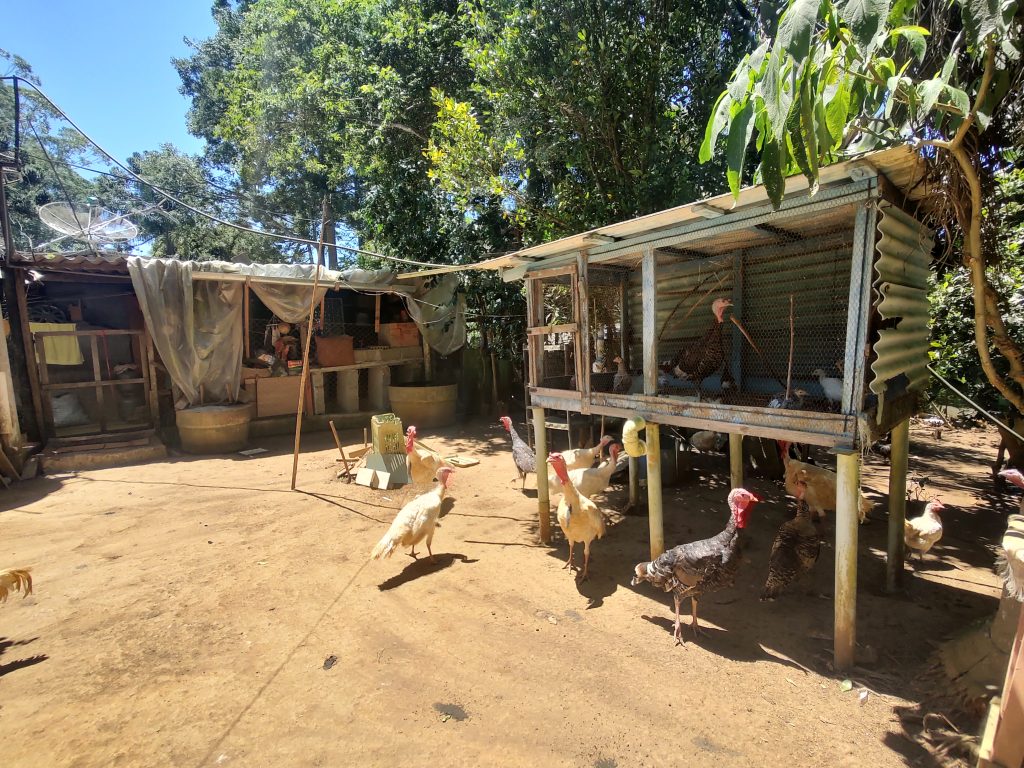 LINDA CHÁCARA EM BIRITIBA MIRIM PROXIMO DO ASFALTO!!!!