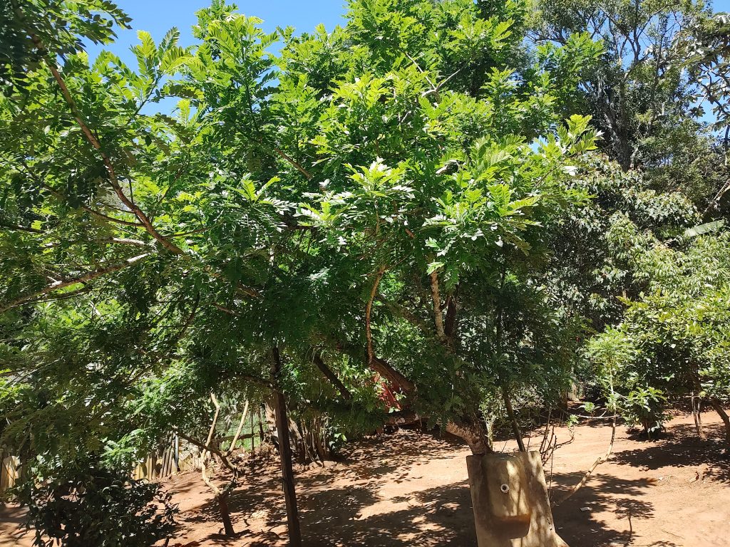 LINDA CHÁCARA EM BIRITIBA MIRIM PROXIMO DO ASFALTO!!!!