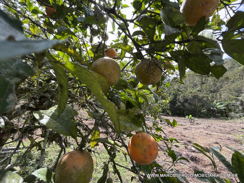 LINDO SÍTIO A MEIO A NATUREZA!!