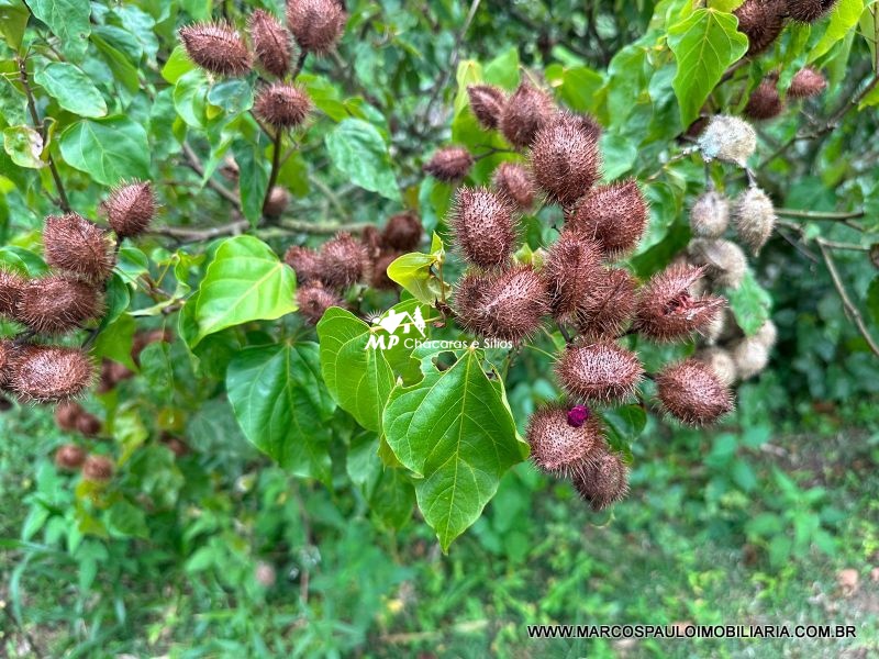 LINDA CHÁCARA PARA QUEM BUSCA TRANQUILIDADE!