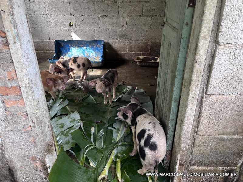 LINDO SÍTIO A MEIO A NATUREZA!!