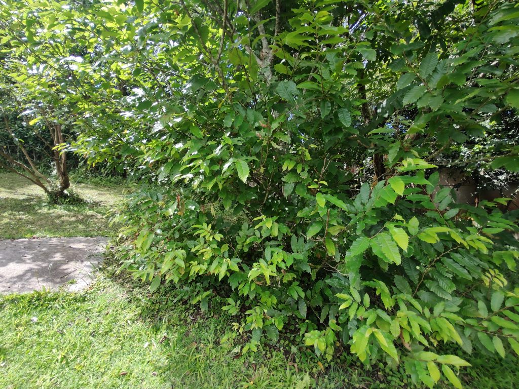 EXCELENTE CHÁCARA DE FÁCIL ACESSO