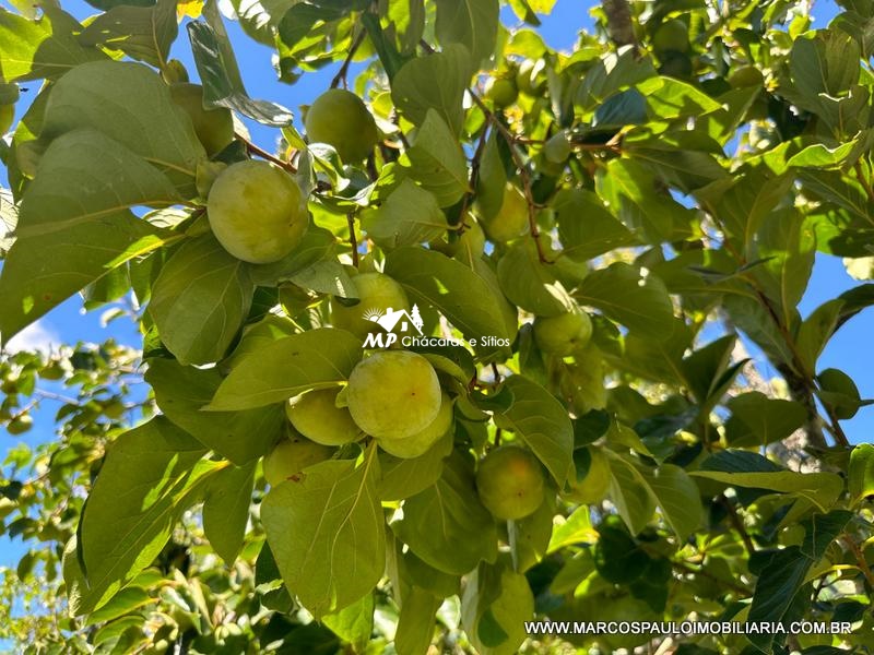 ESPETÁCULO DE CHÁCARA EM BIRITIBA MIRIM