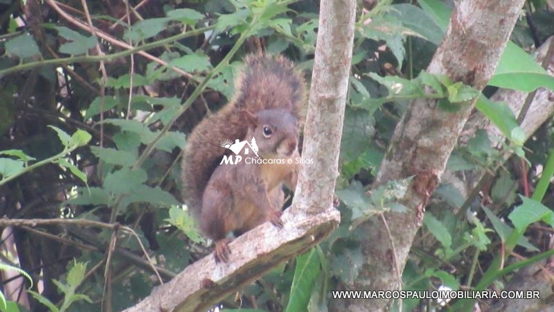 LINDA CHÁCARA EM BIRITIBA USSU