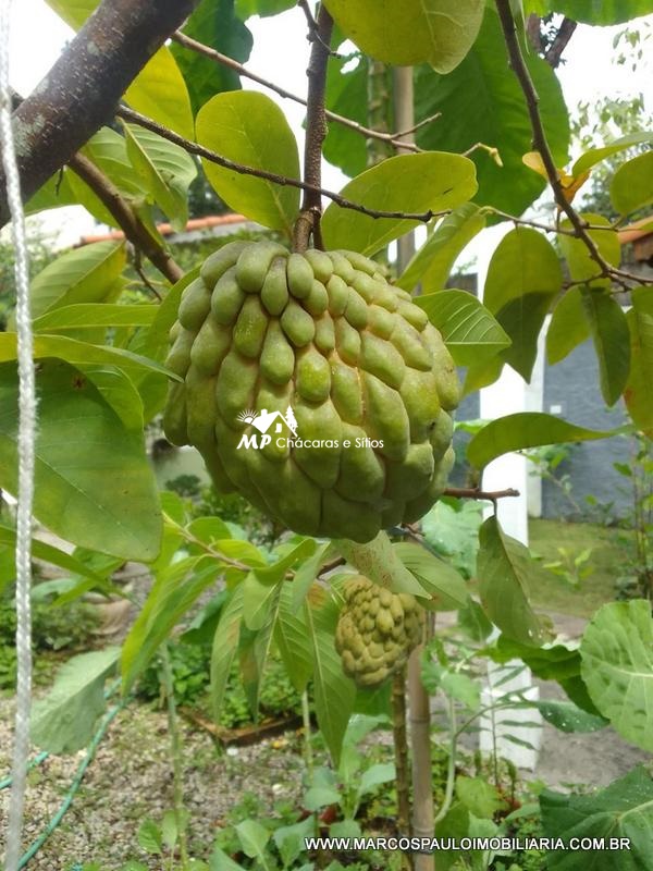 CASA COM COMÉRCIO EM BIRITIBA MIRIM