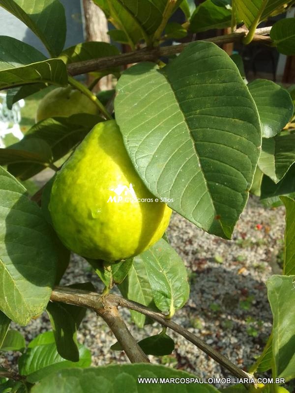 CASA COM COMÉRCIO EM BIRITIBA MIRIM