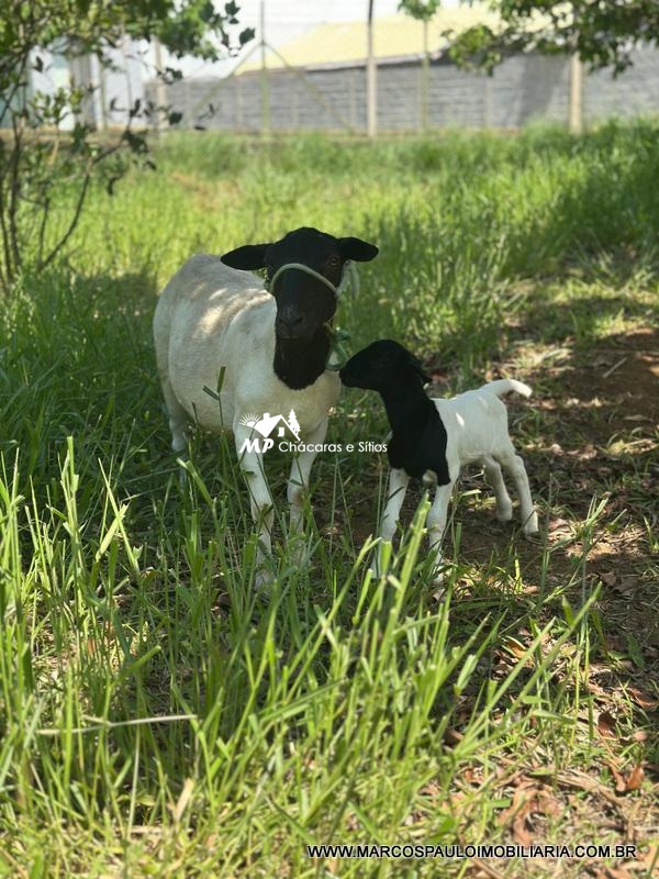 UM PARAÍSO EM MOGI DAS CRUZES