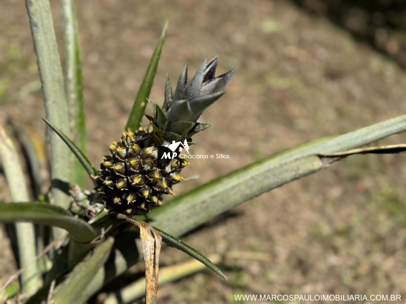 CHÁCARA PARA MORADIA EM BIRITIBA MIRIM