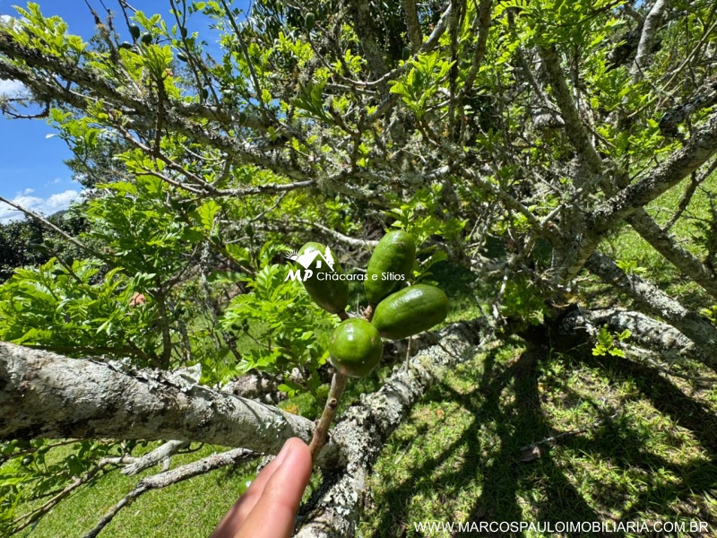 CHÁCARA EM BIRITIBA MIRIM PARA MORADIA OU LAZER PRÓXIMO AO CENTRO DA CIDADE