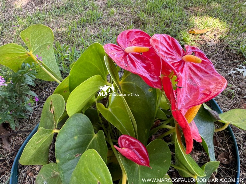 CHÁCARA MARAVILHOSA EM GUARAREMA