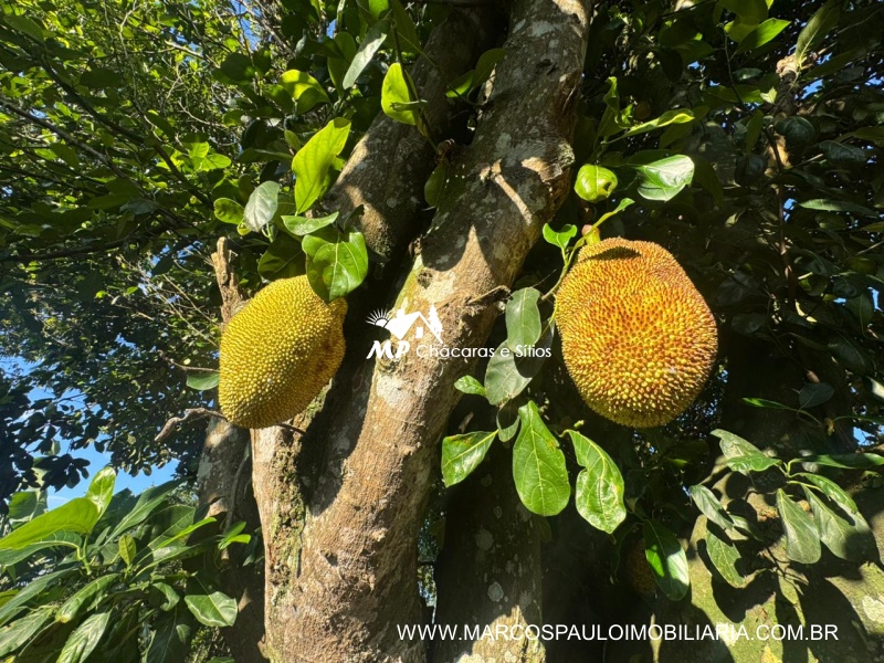 CHÁCARA MARAVILHOSA EM BIRITIBA MIRIM
