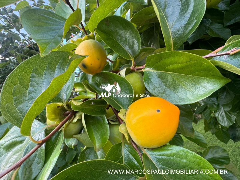 CHÁCARA MARAVILHOSA EM BIRITIBA MIRIM