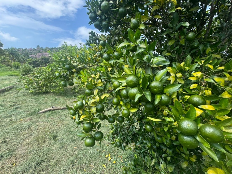 PESQUEIRO EM BIRITIBA MIRIM
