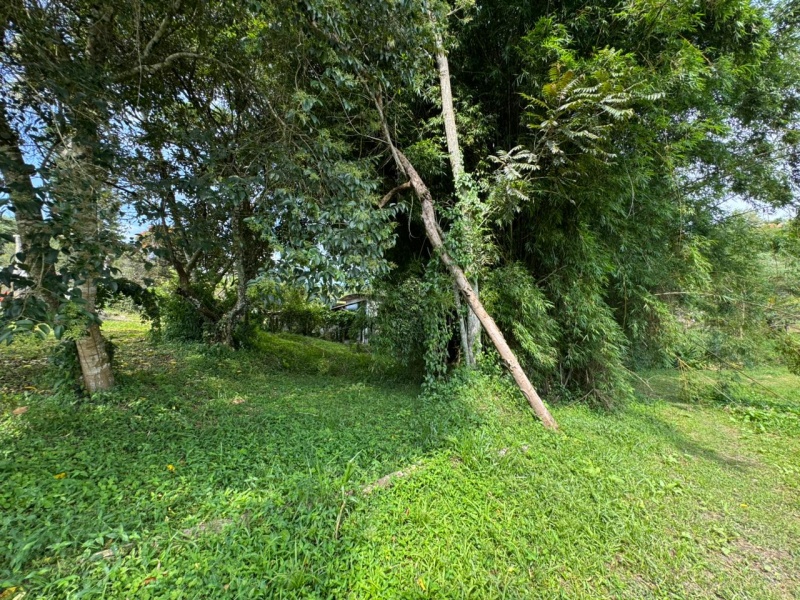 PESQUEIRO EM BIRITIBA MIRIM