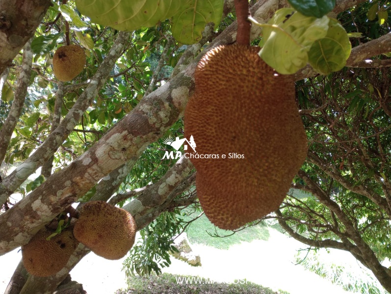 SÍTIO ESPETACULAR EM BIRITIBA MIRIM