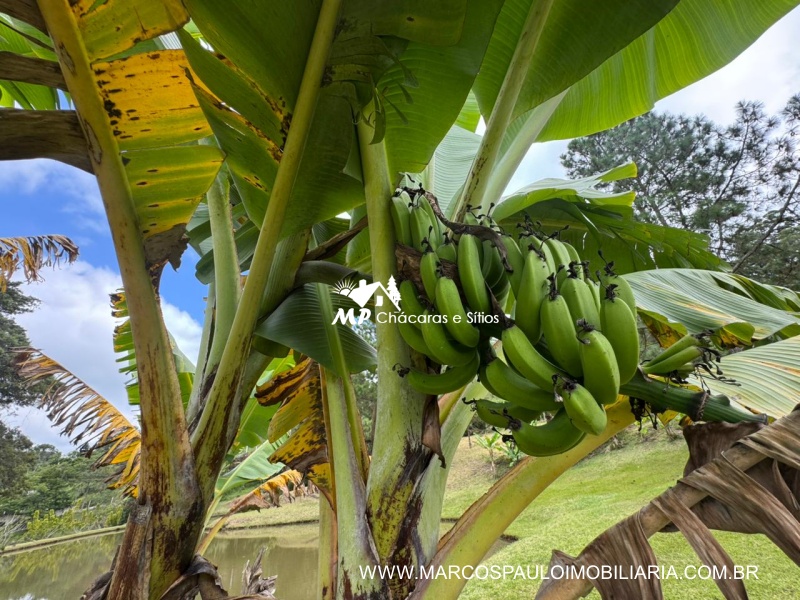 CHÁCARA ENCANTADORA EM BIRITIBA MIRIM
