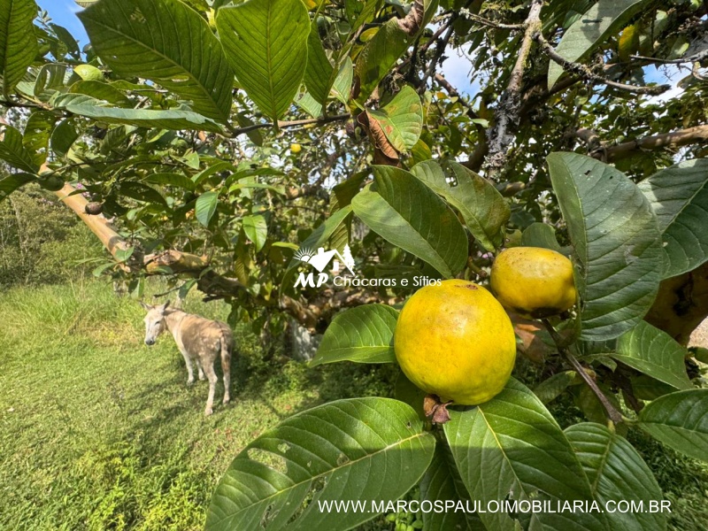 SÍTIO COM MUITA ÁGUA EM BIRITIBA MIRIM