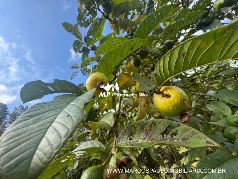 SÍTIO COM MUITA ÁGUA EM BIRITIBA MIRIM